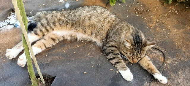 Пополнение в котосемействе в котовторник