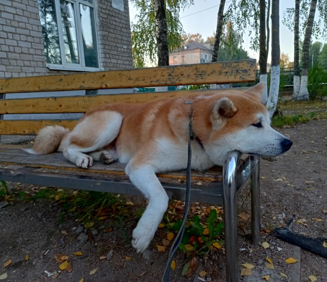 Дратути