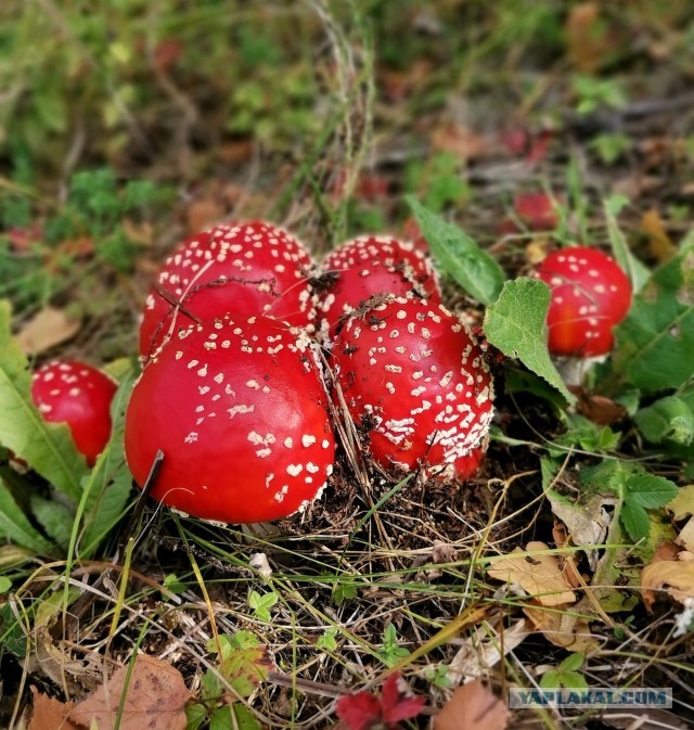 Природа. Урал
