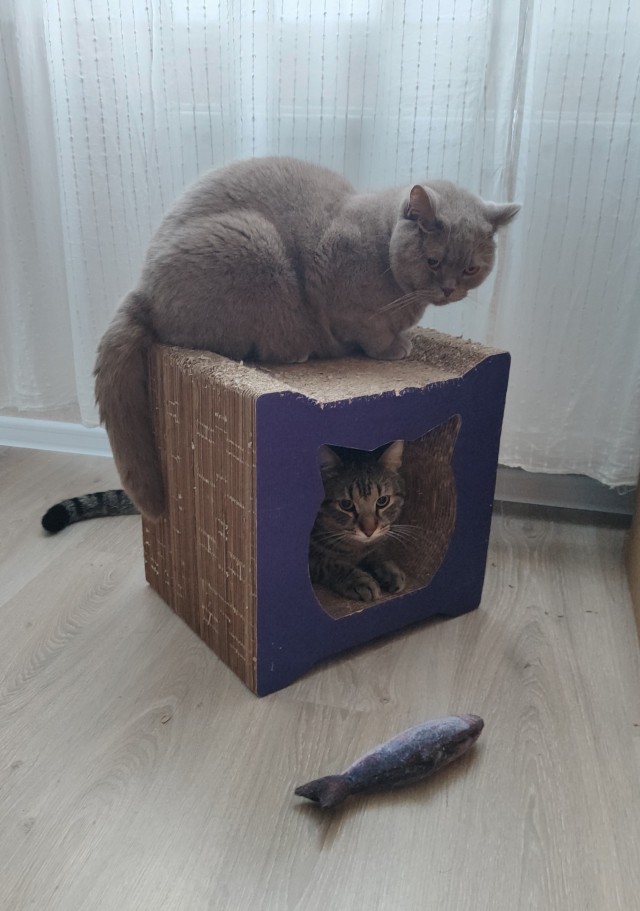 Кот и его сын