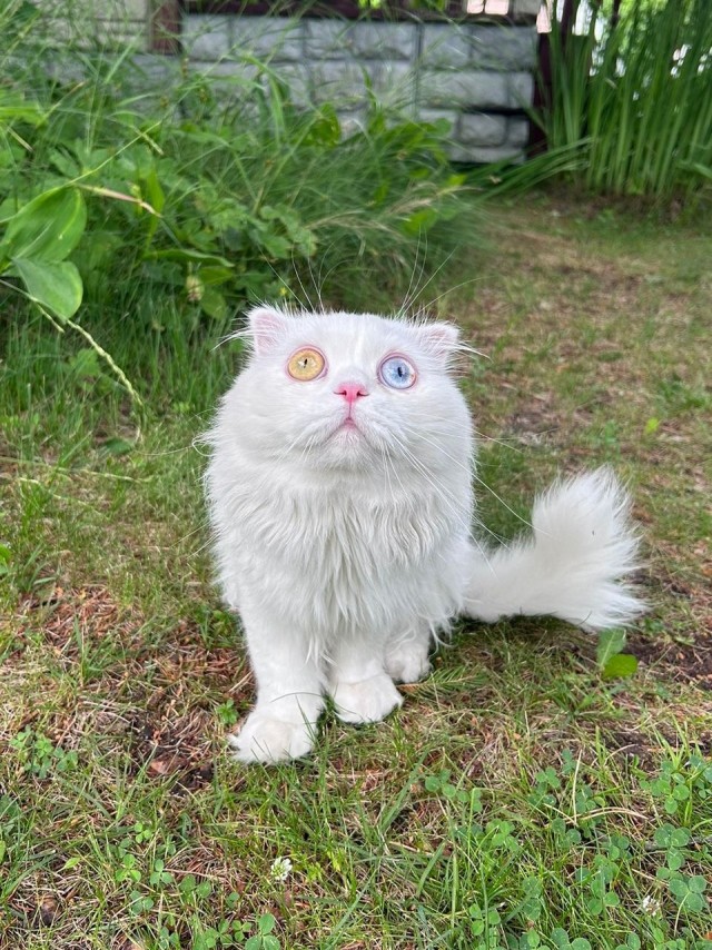 Котовторник уже пришёл?
