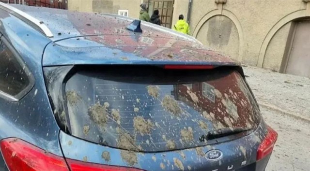 В Стокгольме прошел дождь из собачьих фекалий