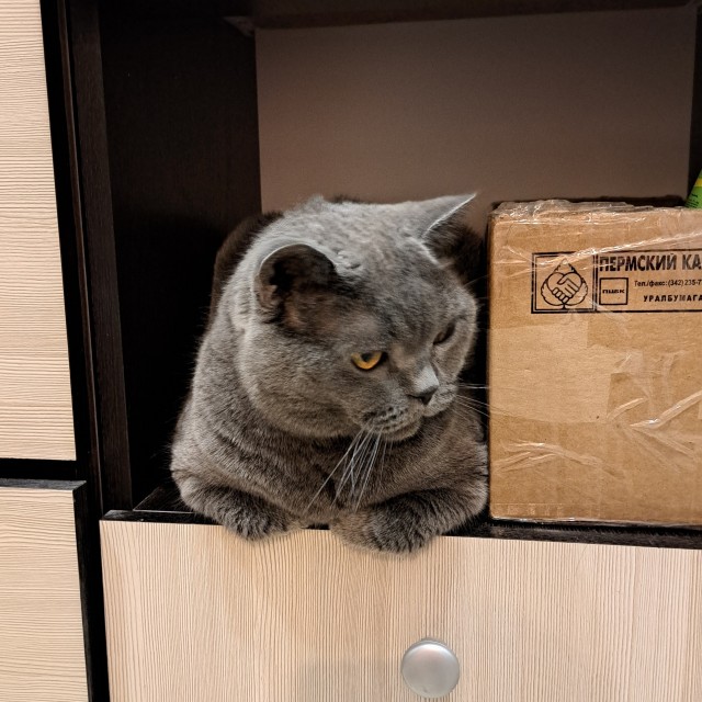 Всех с котовторником