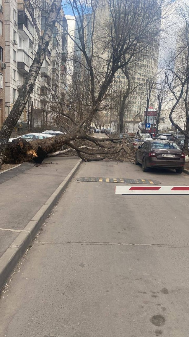 Жителям Москвы порекомендовали меньше находиться на улице – МЧС выпустило экстренное предупреждение об усилении ветра до 21 м/с