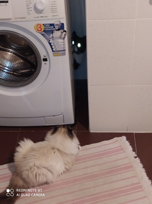 Котовторник 05/11/2024