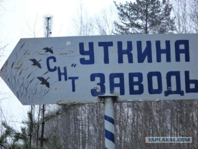 В канаве под Петербургом найдена сумка с останками человека