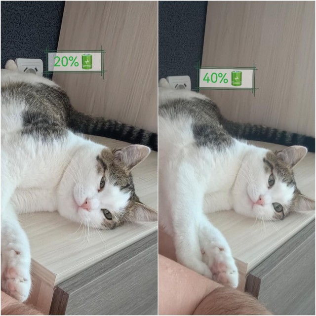 Котовторник