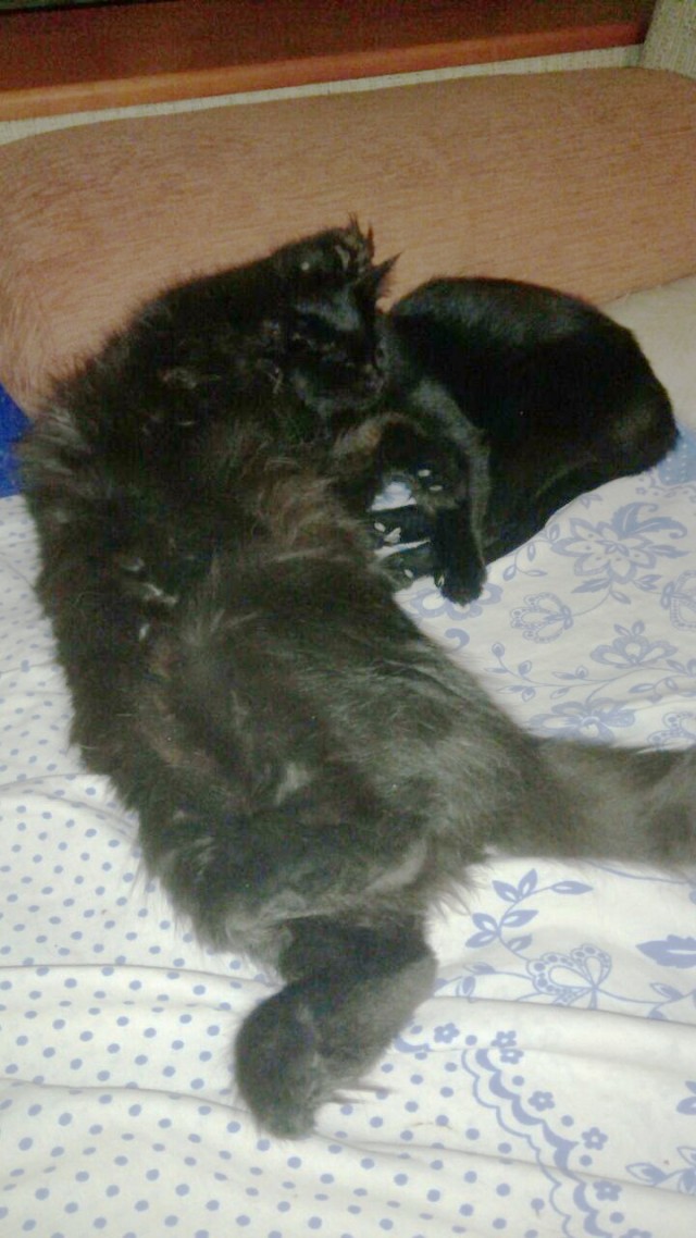 Спящих котеек тред