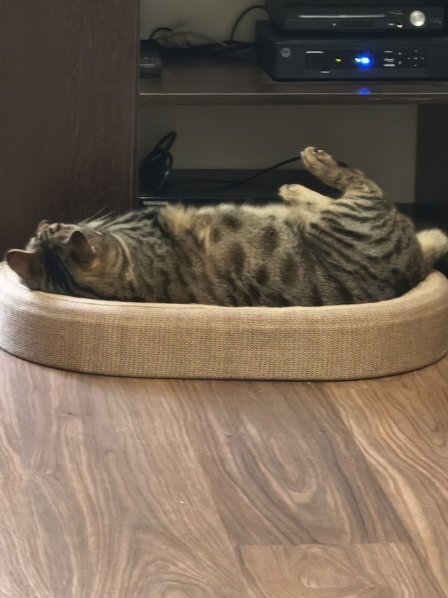 Котовторник наступил