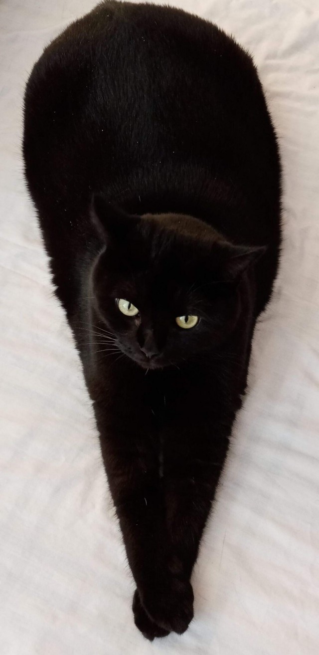 Чёрный котовторник