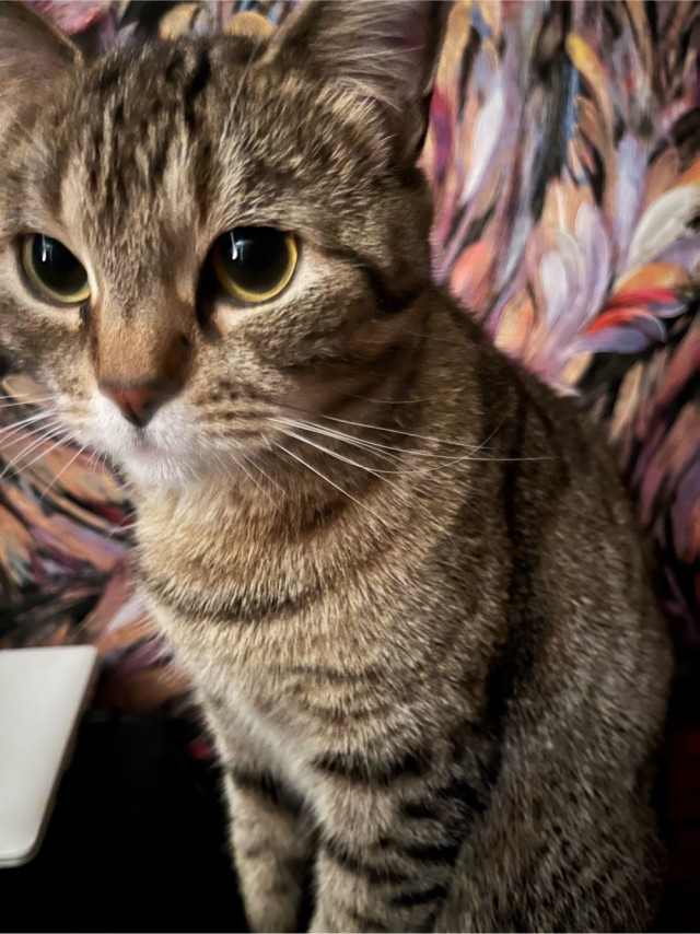 Котовторник же!