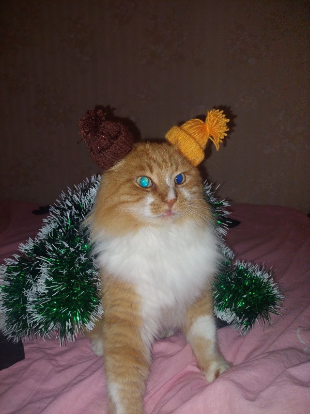 Котовторник,  кот Марс.