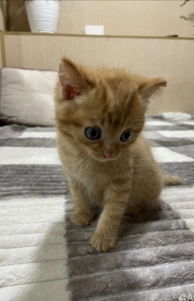 Нашелся таки хозяин (точнее хозяйка)