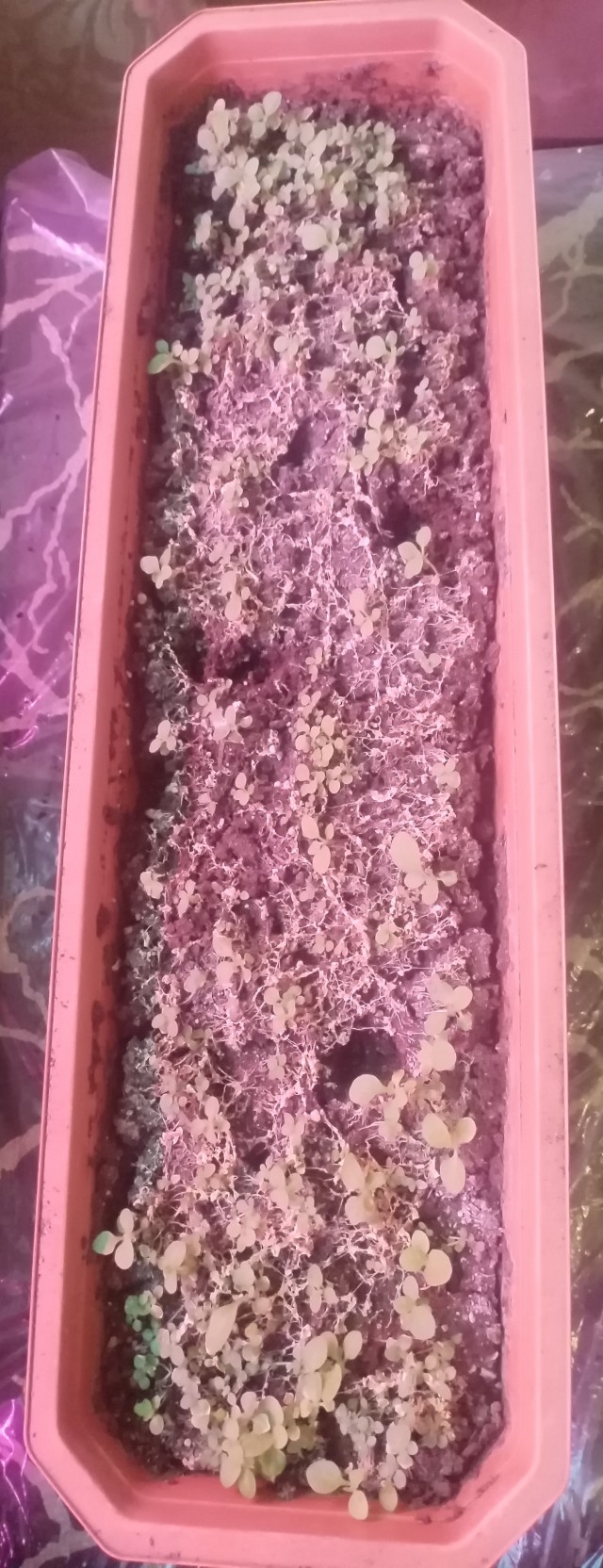 Про Вайлдберриз