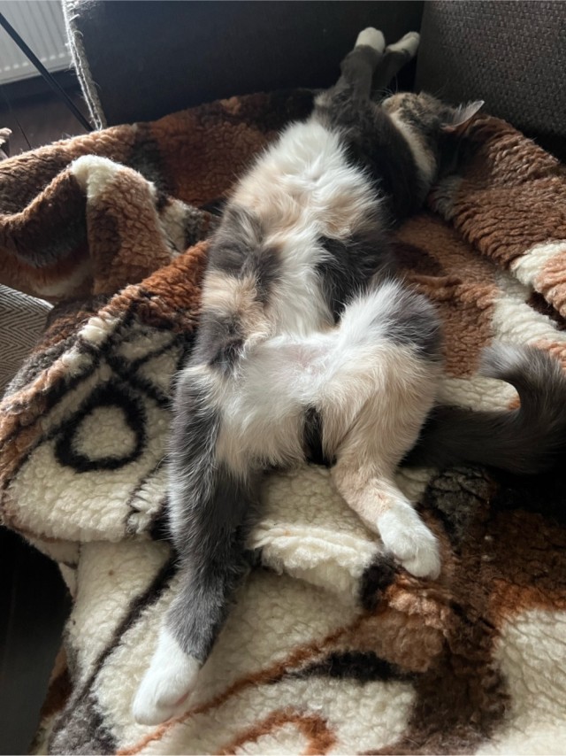 Котег.