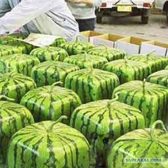 Целая груша в бутылке