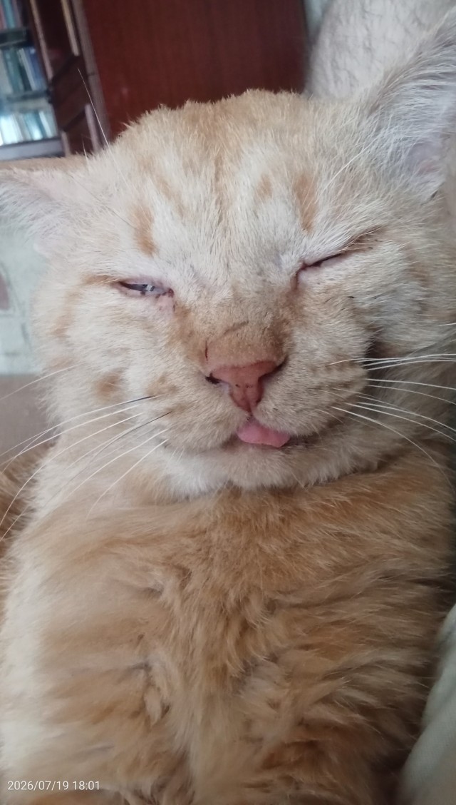 Котовторник!