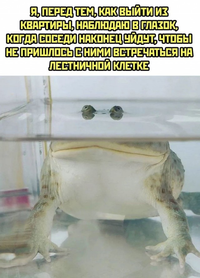Картинки для деградации 254 (разной степени сежести)