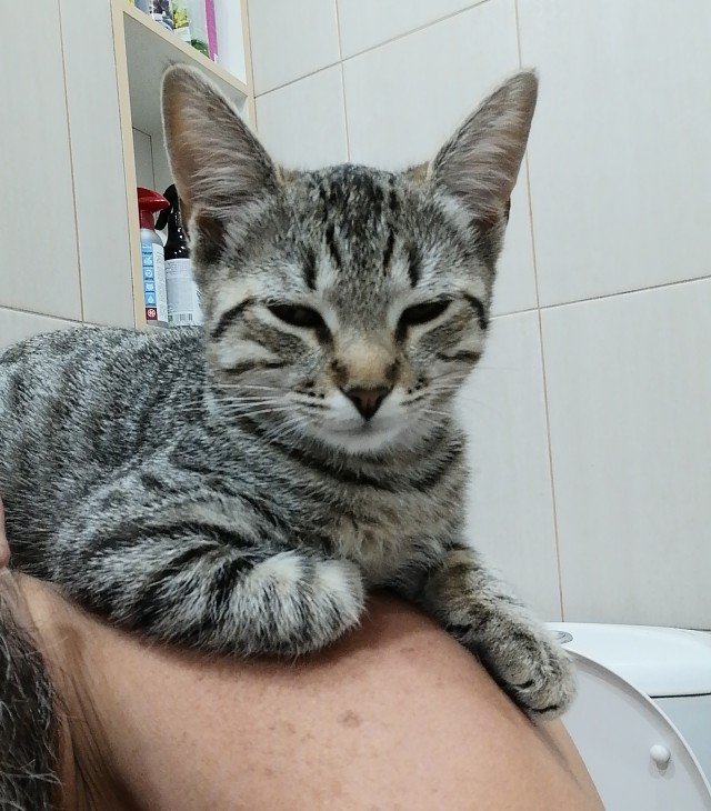 Стал которабом дважды