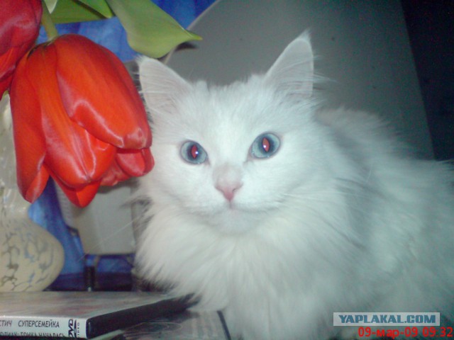 Котовторник 26.11.2013