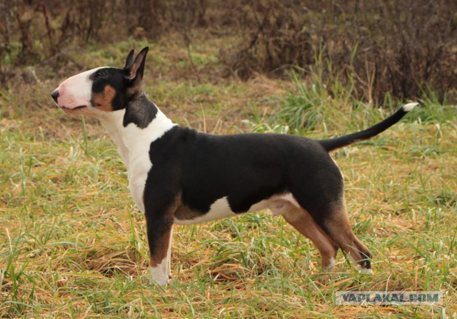 Куда деть 80 000р?