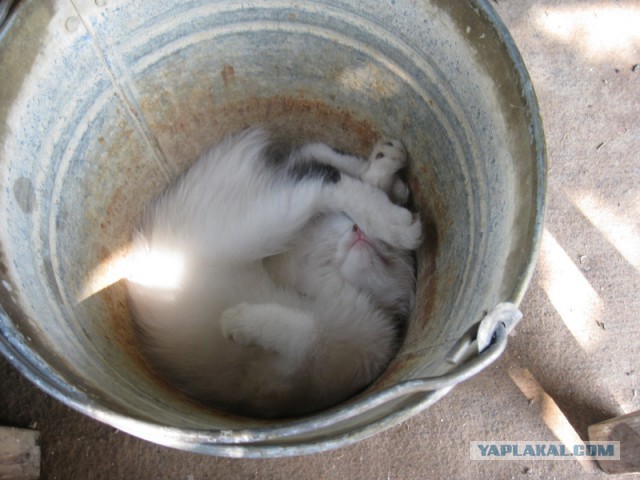Котовторник   17.12.2013