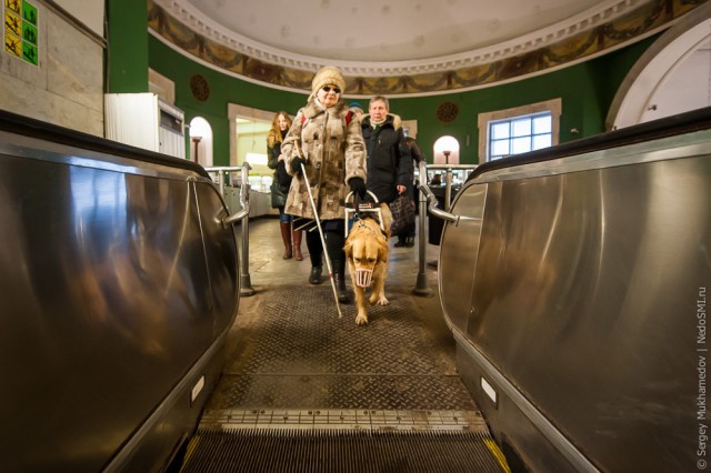 Золотые собаки