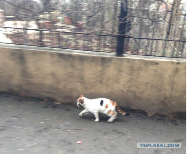 Котовторник 04.03.2014