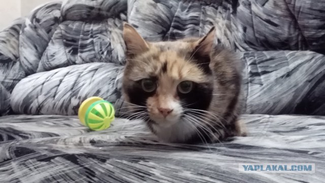 Котовторник 22.04.2014
