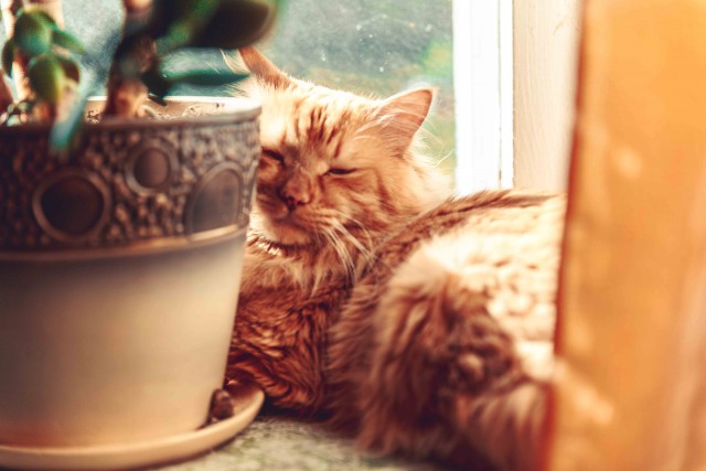 С Котовторником!