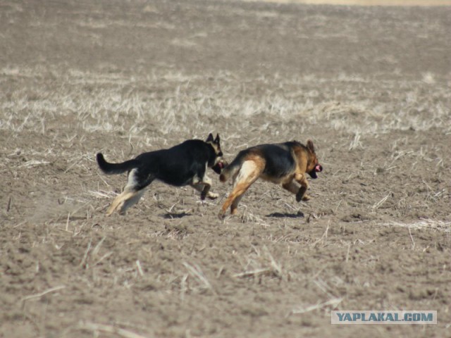 Собачки: русская борзая