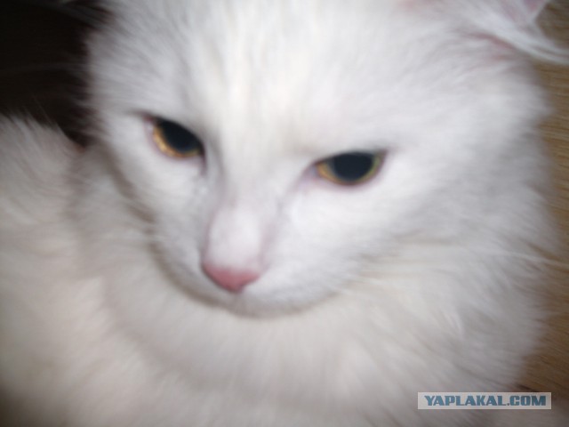 Котовторник 09.09.2014