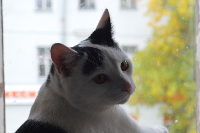 Котовторник 30.09.2014