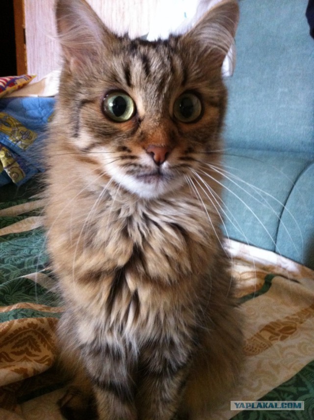 Котовторник 7.10.2014