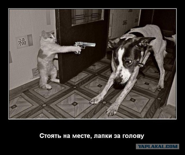 Животные в шоке