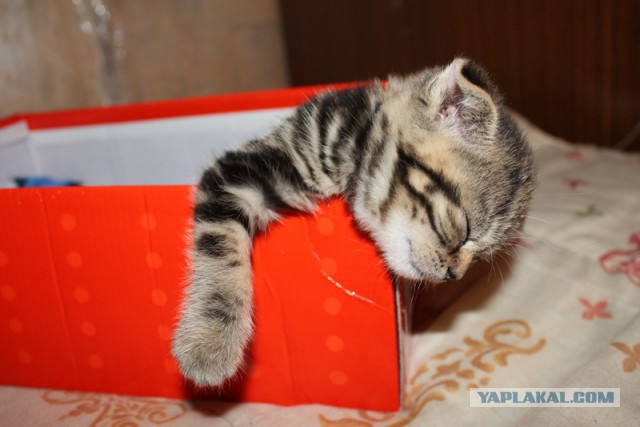 Котовторник 20.01.2015