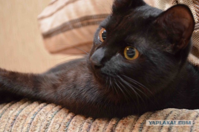 Моим котам