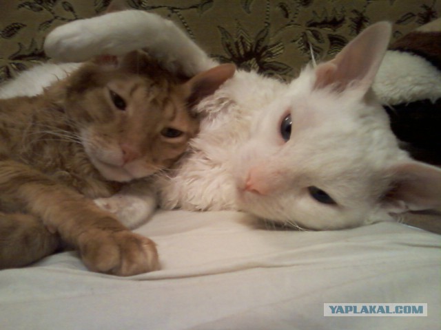 Котовторник