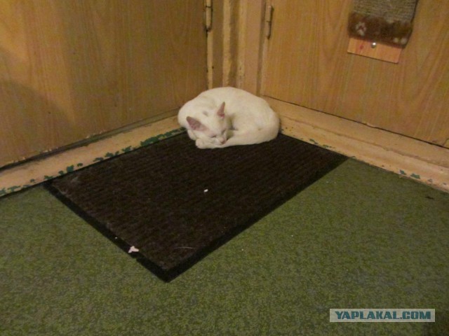 Котовторник 31.03.2015