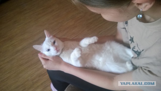 Котовторник