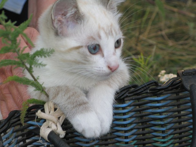 Котовторник
