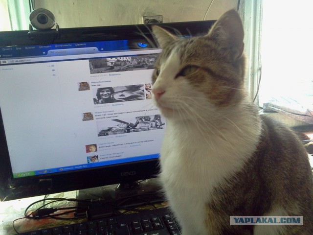 Котовторник 15-09-2015 !