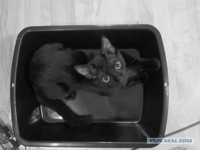 Нашел двух котят,