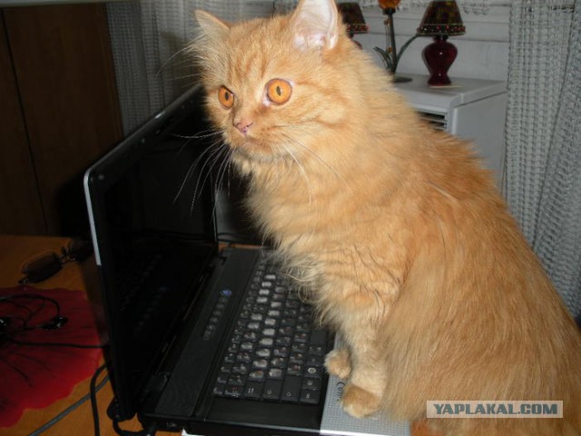 17 фотографий котов