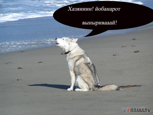 СОБАКИ и ЩЕНКИ. Все про собак!