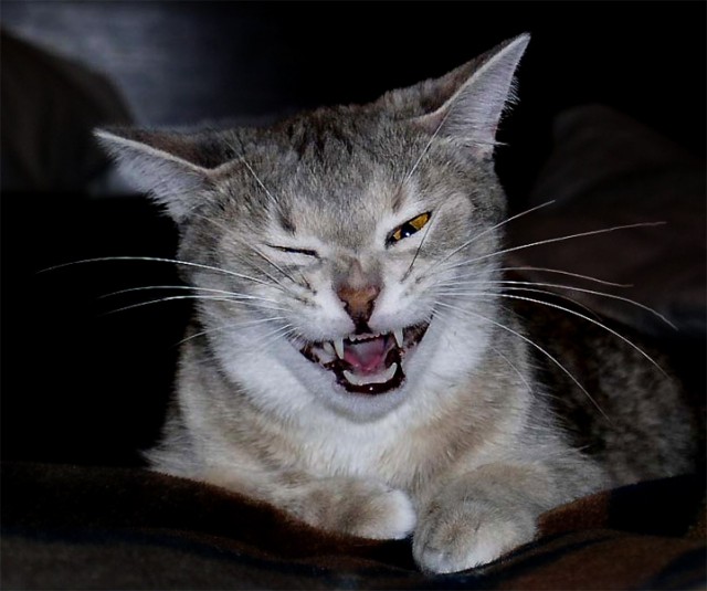 Коты, кошки, котята