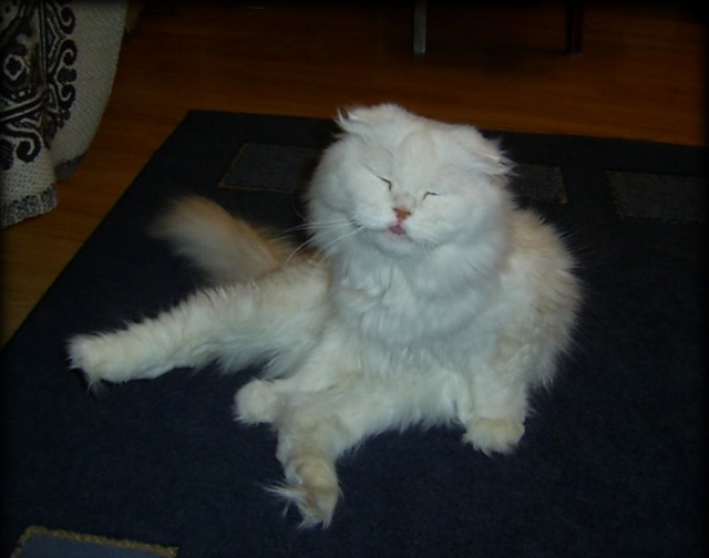 Коты, кошки, котята