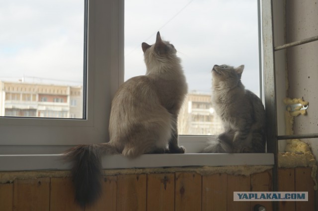 Котовторник 07.06.2016