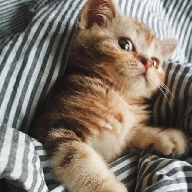 Коты и Кошки