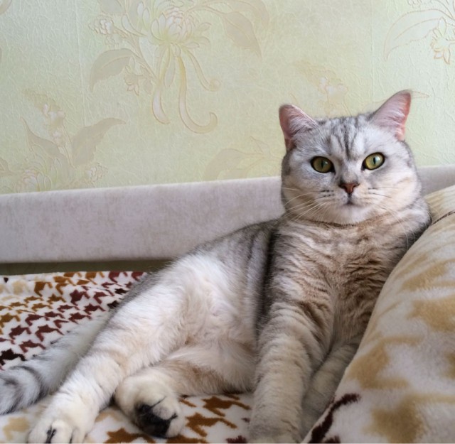 Коты и Кошки